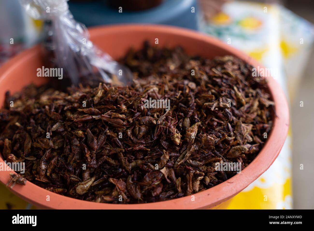 Oaxacan la nourriture traditionnelle « Chapulines » est le glashopper Banque D'Images