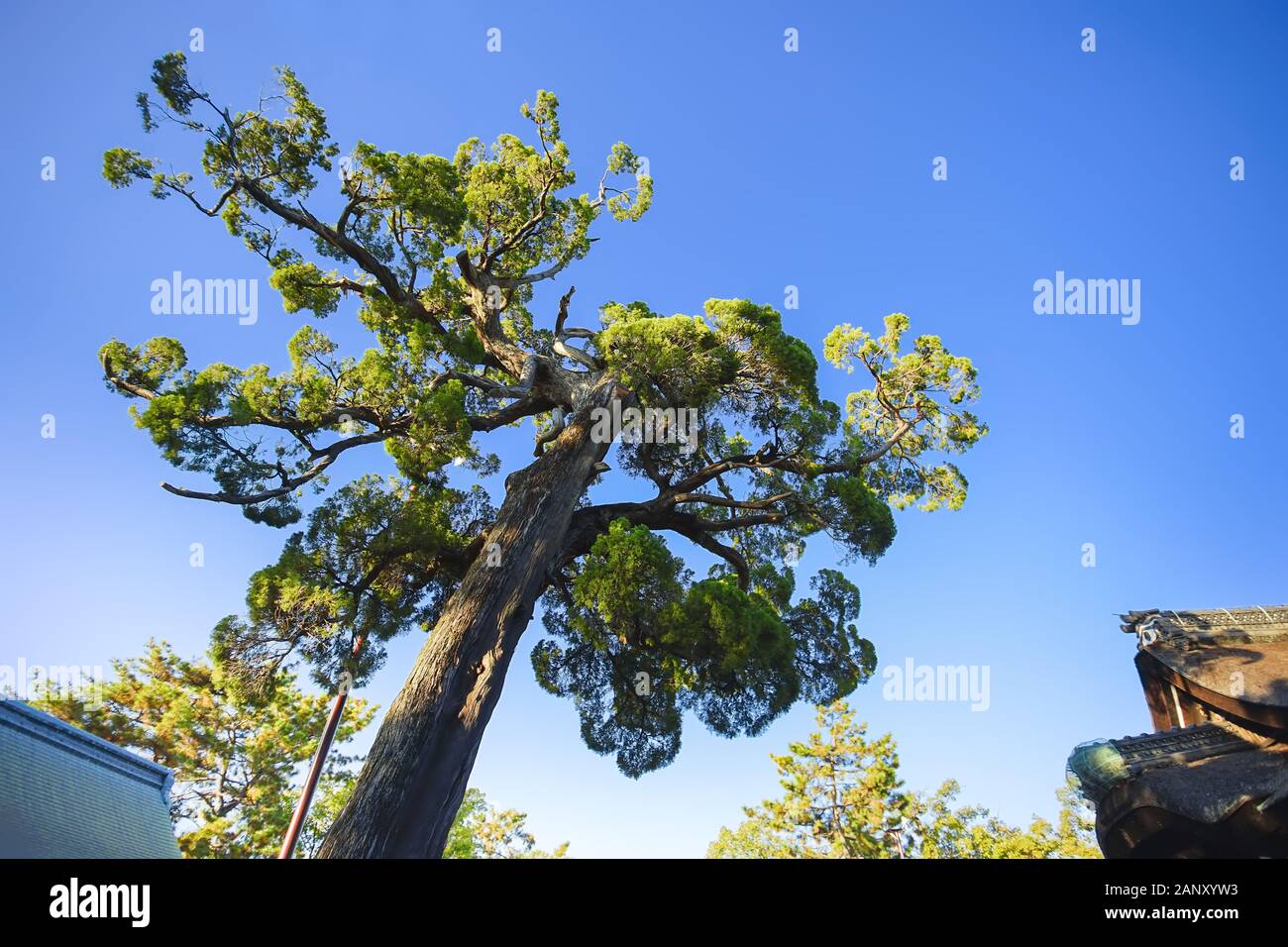Osaka, Japon - 15 décembre 2019 : Belle scène de Sumiyoshi Taisha, c'est le fameux voyage destinations-ville d'Osaka. Banque D'Images Osaka, Japon - 15 décembre 2019 : Belle scène de Sumiyoshi Taisha, c'est le fameux voyage destinations-ville d'Osaka. Banque D'Images
