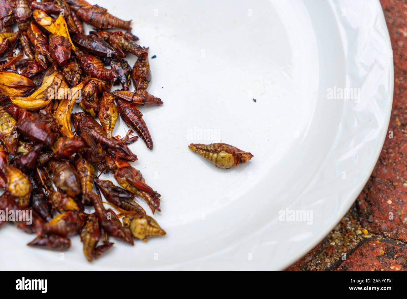 Oaxacan la nourriture traditionnelle « Chapulines » est le glashopper Banque D'Images