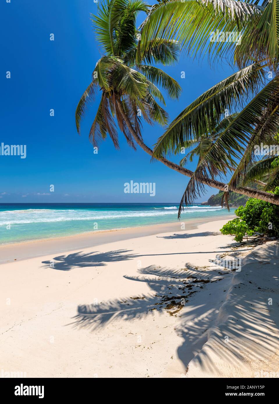 Palmiers à noix de coco sur la plage de sable paradisiaque Banque D'Images