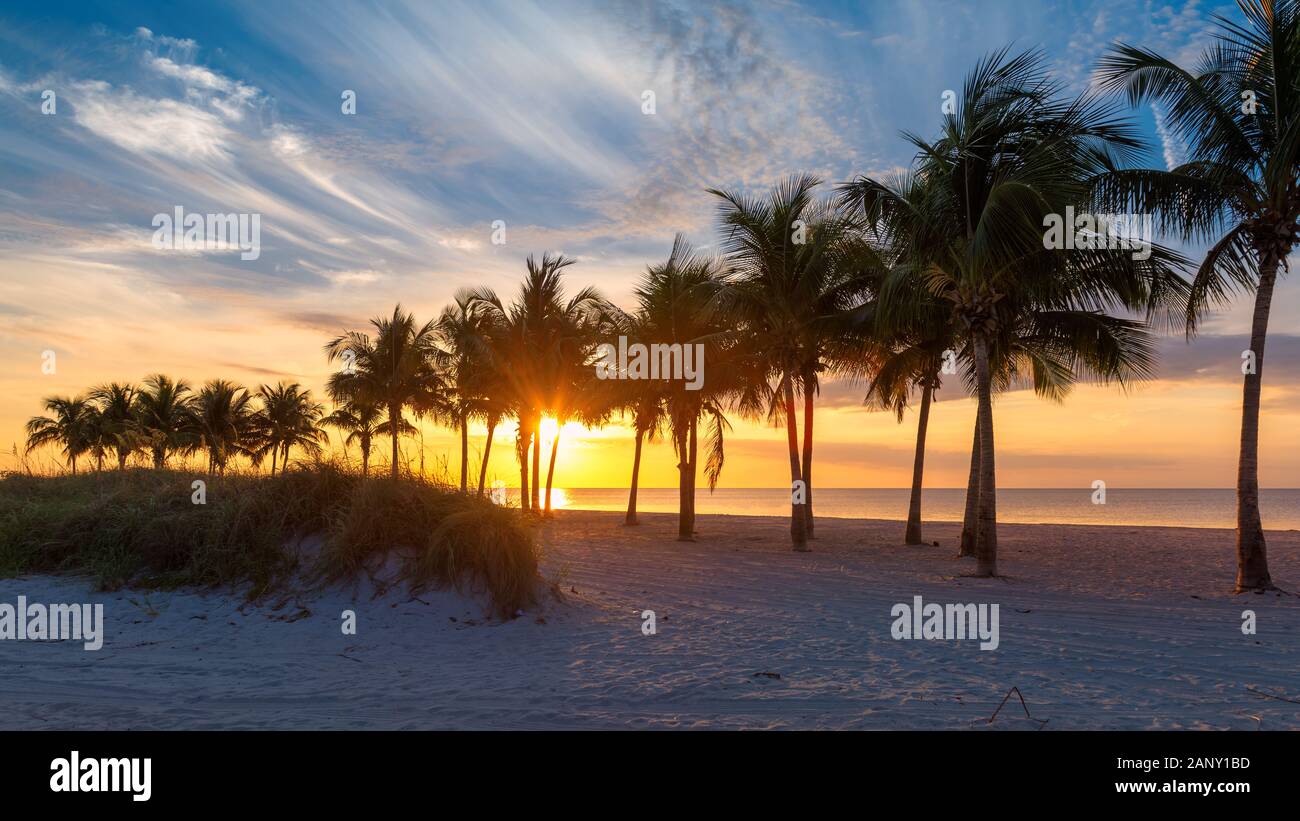 Palmiers au lever du soleil à Miami Beach, Floride. Banque D'Images