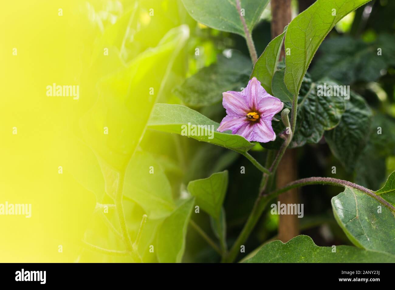 Close up of purple fleur d'aubergine et luxuriant jardin de légumes dans un thème d'été Banque D'Images