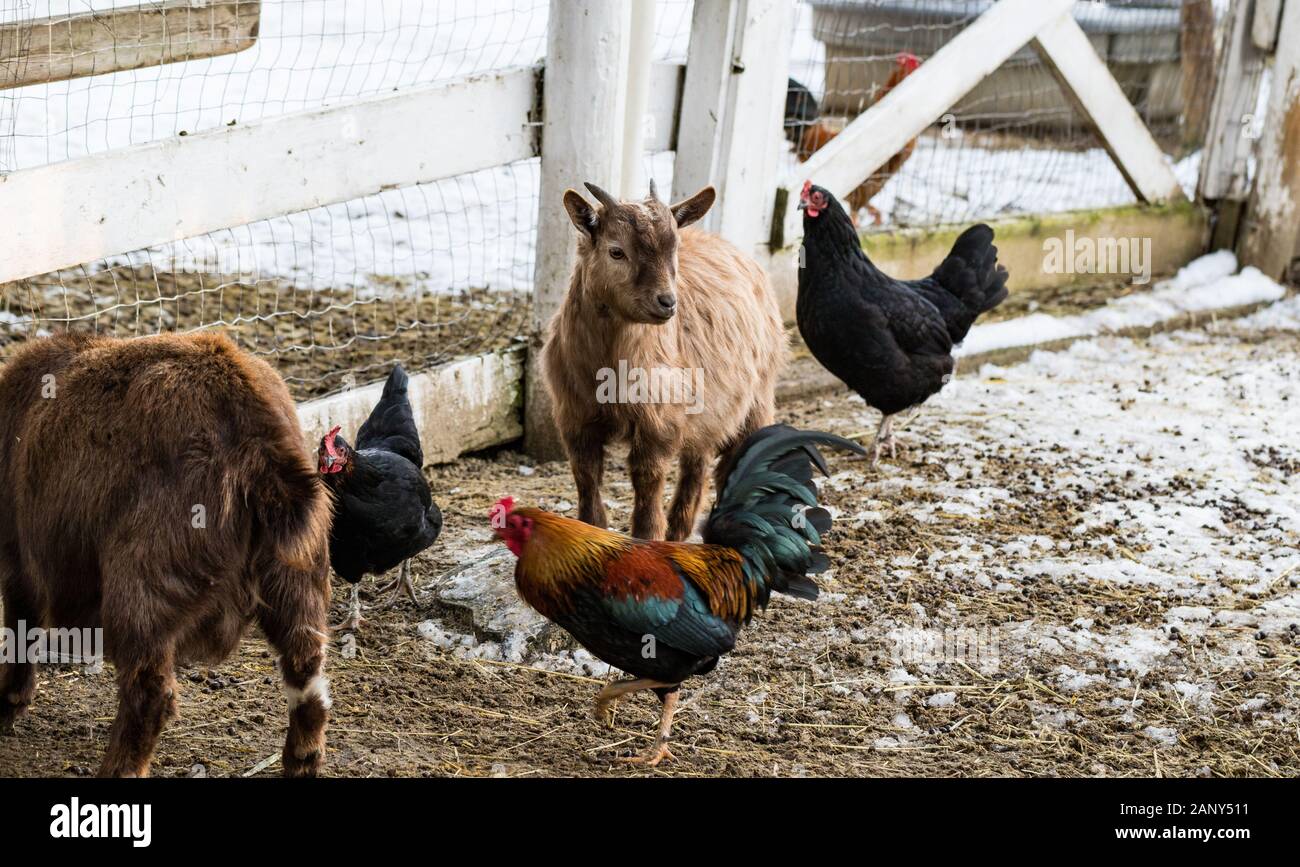 Les chèvres naines mignon entouré de poulets à l'appareil photo. De beaux animaux de ferme dans un zoo. Banque D'Images