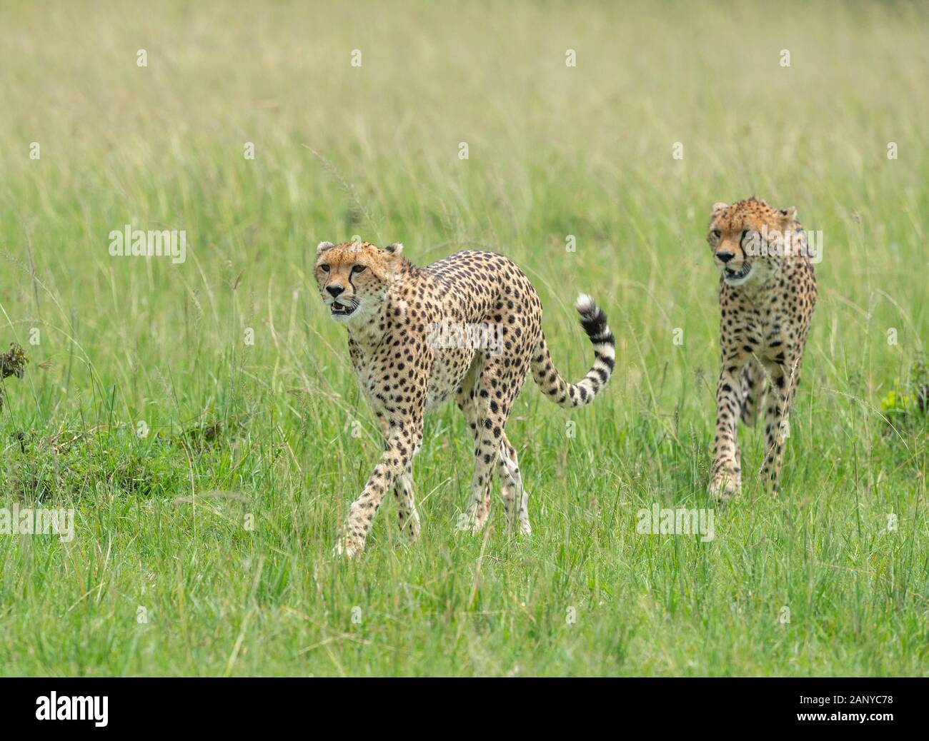 Malaika Guépard et ses jeunes à la recherche d'une proie vu à Masai Mara, Kenya, Afrique Banque D'Images