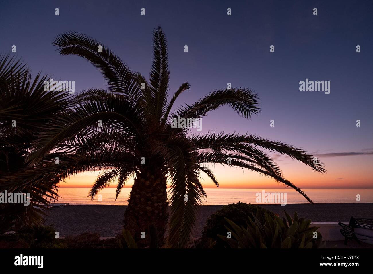 vue panoramique sur le palmier contre le lever du soleil Banque D'Images