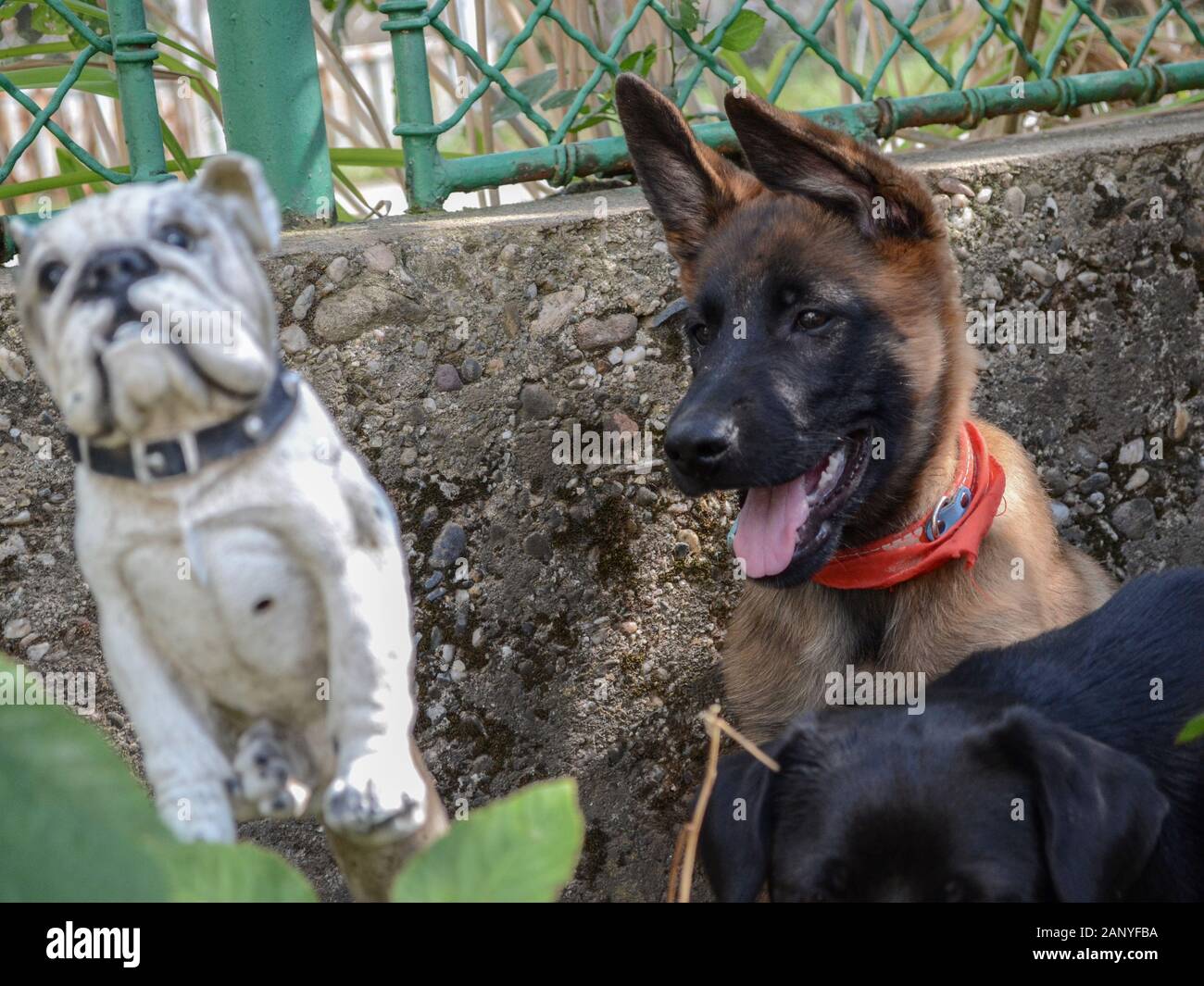 Chiot Malinois Banque D Image Et Photos Alamy Chiot Malinois Banque D Image Et Photos Alamy