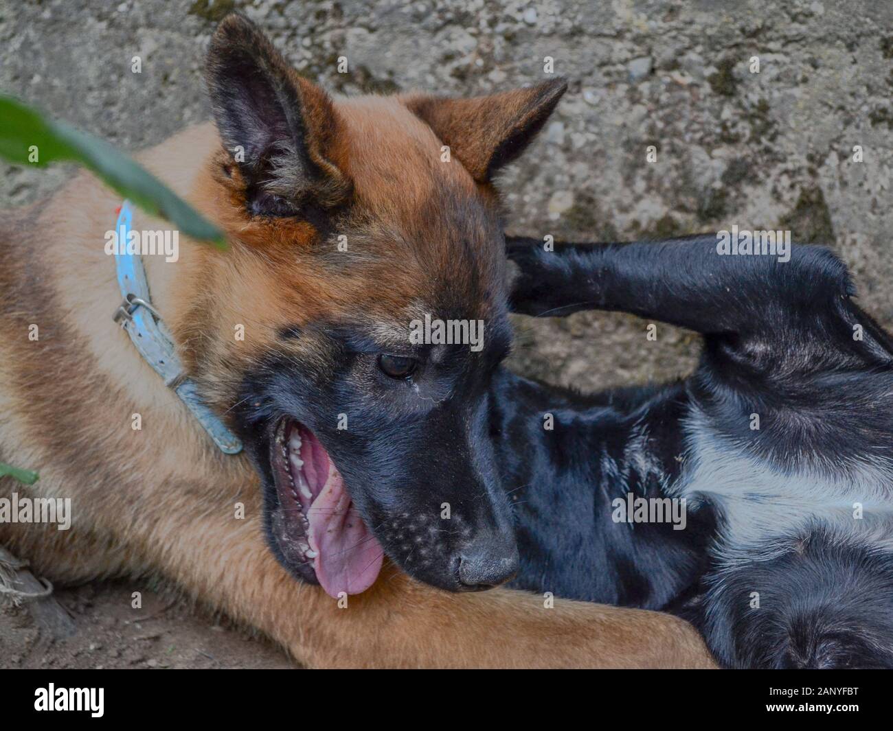 3 mois Berger Belge malinois chiot jouer avec 1 ans chien mixte noir, Close up Banque D'Images
