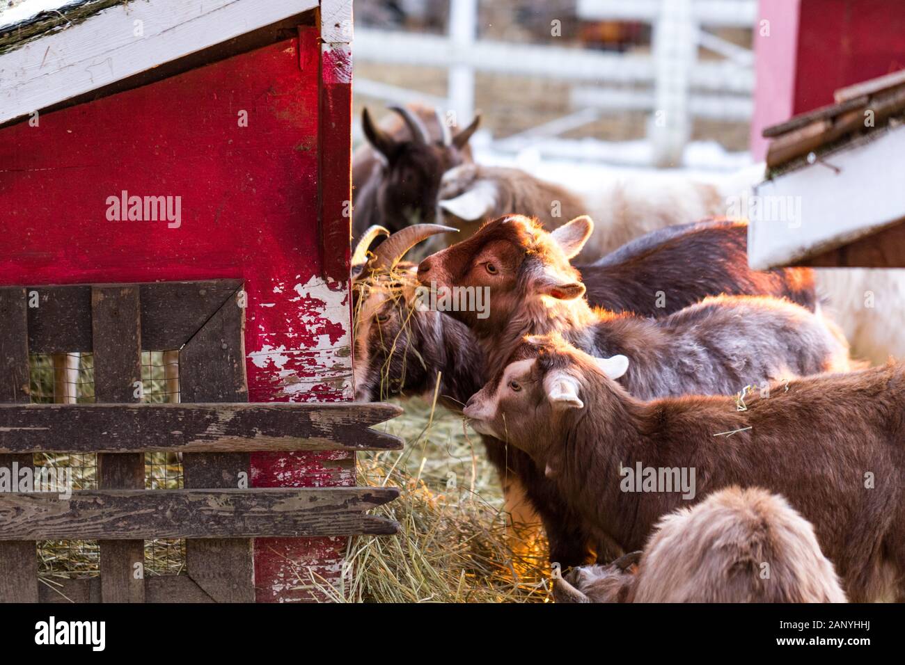 Groupe de mignon de chèvres naines nigérian de manger du foin en l'étable. De beaux animaux de ferme dans un zoo. Banque D'Images