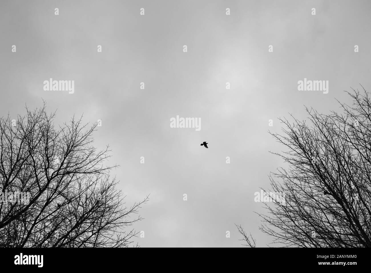 Prise de vue à angle bas d'un oiseau volant sous l'obscurité ciel au-dessus des arbres sans feuilles Banque D'Images
