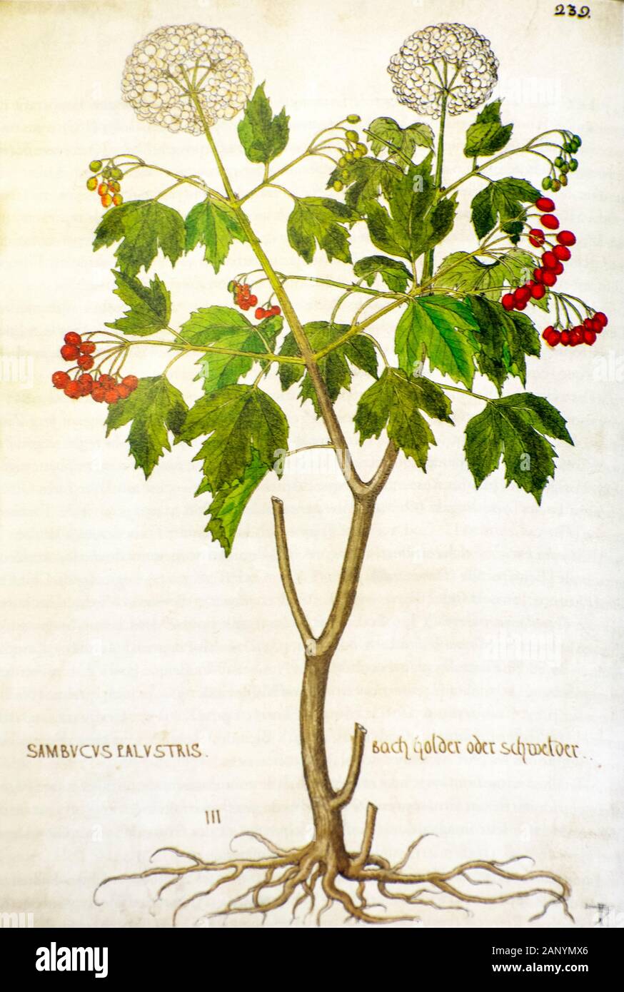 Illustration botanique ancienne dessiné à la main d'un Viburnum opulus (nom commun : guelder rose) publié c 1550 Banque D'Images