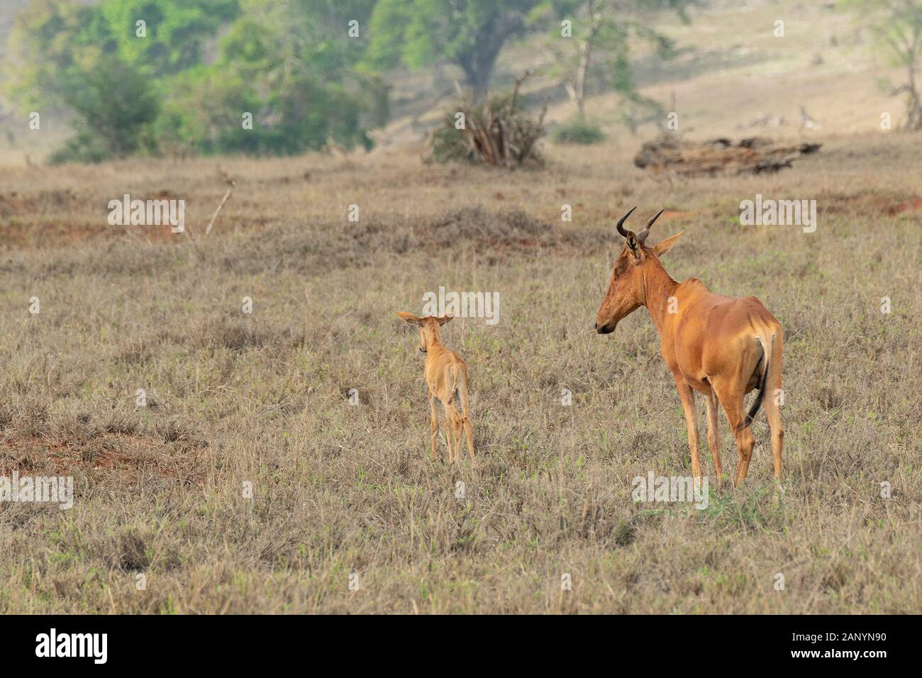 Famille de l'antilope africaine protégeant les oursons au milieu de la savane. Banque D'Images