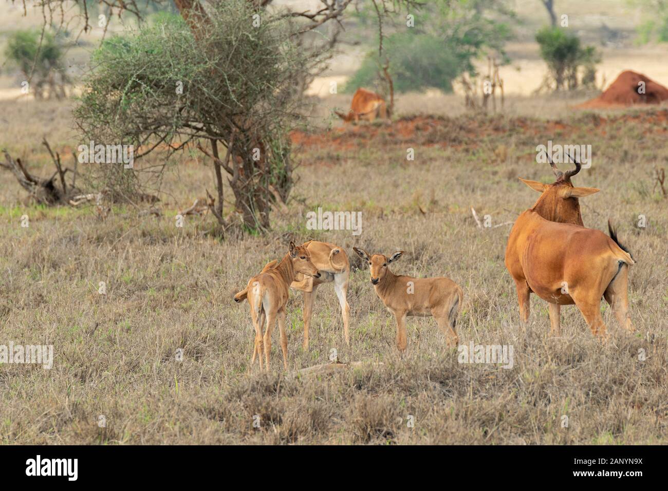 Famille de l'antilope africaine protégeant les oursons au milieu de la savane. Banque D'Images