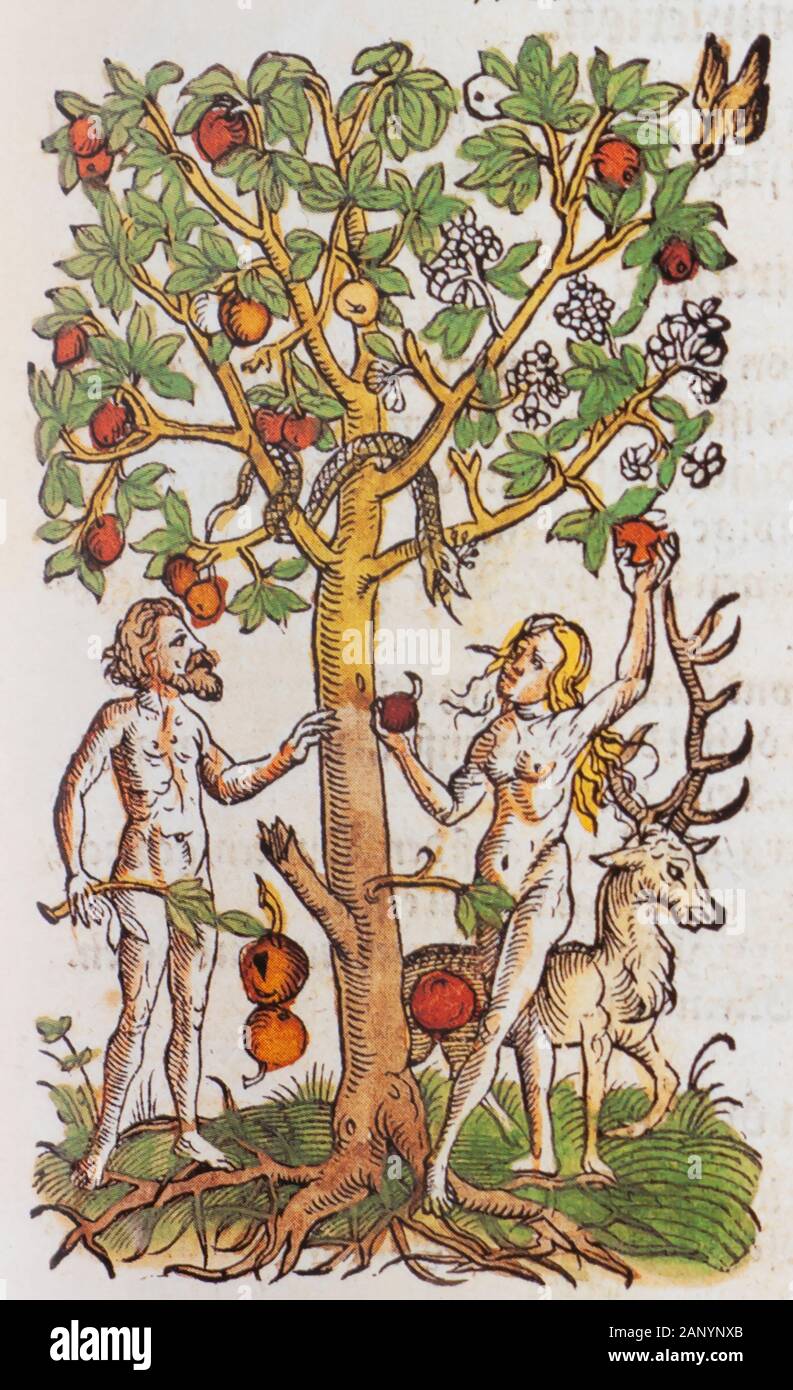 Adam et Eve et le serpent-de-jatte sous un pommier, dans le jardin d'Eden d'un livre de fines herbes par Adam Lonicer publié en 1557 et réédité en 1582 Banque D'Images