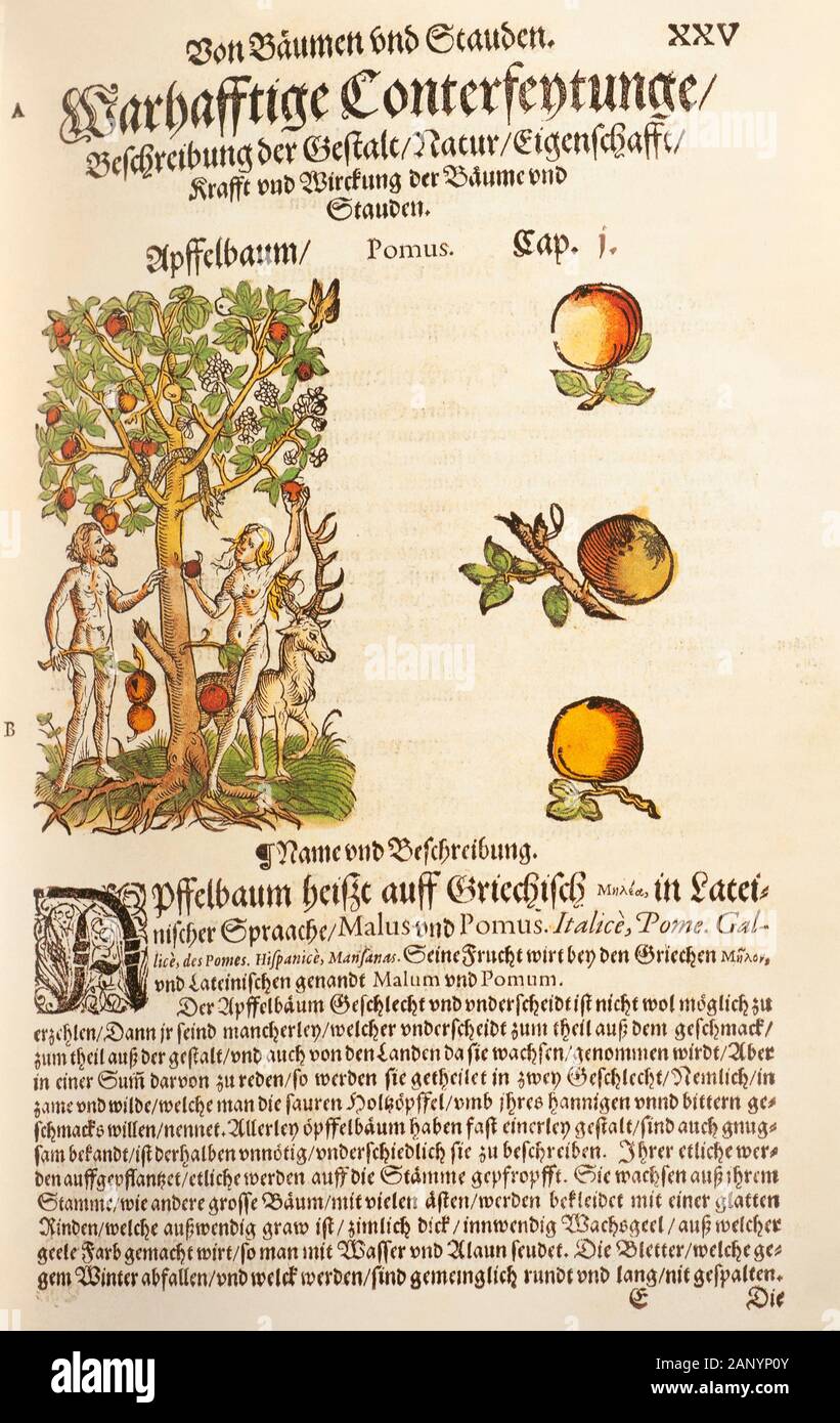 Adam et Eve et le serpent-de-jatte sous un pommier, dans le jardin d'Eden d'un livre de fines herbes par Adam Lonicer publié en 1557 et réédité en 1582 Banque D'Images