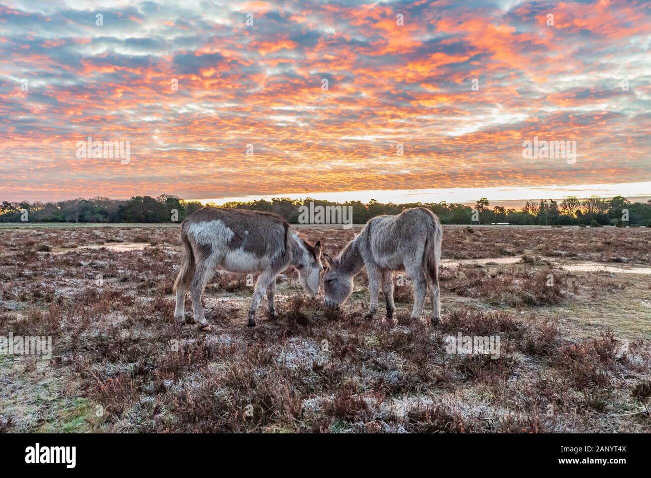 Bramble Hill, Bramshaw, New Forest, Hampshire, Royaume-Uni, 20 janvier 2020, la météo. Les ânes à l'aube. Un gel dur dans la campagne la nuit et le matin. Une zone de haute pression a soulevé l'hectopascal manomètre à 1050 hpa, la pression atmosphérique plus élevée pendant 30 ans ou plus. Les conditions météorologiques se sont installés ont permis à la température d'automne à -5. Crédit : Paul Biggins/Alamy Live News Banque D'Images