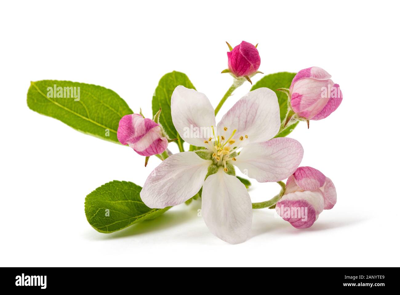 Les bourgeons de fleurs avec Apple isolé sur fond blanc Banque D'Images