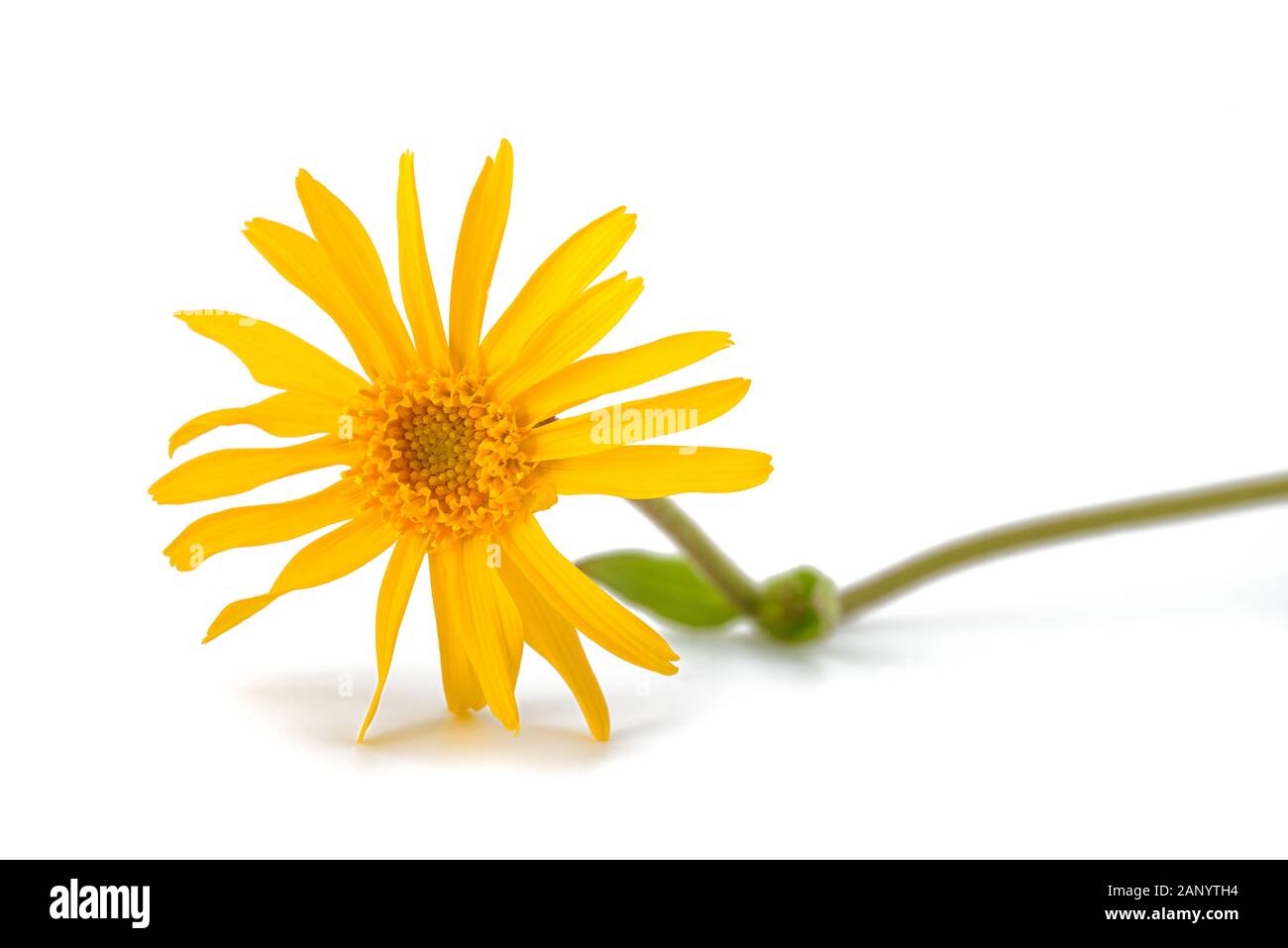 Arnica fleur isolé sur fond blanc Banque D'Images