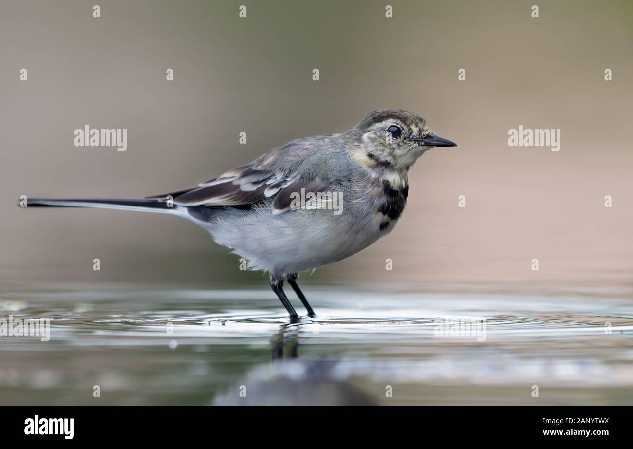 Jeune Wagtail blanc se posant dans la haute clé vive portant le plumage d'automne ou d'hiver Banque D'Images