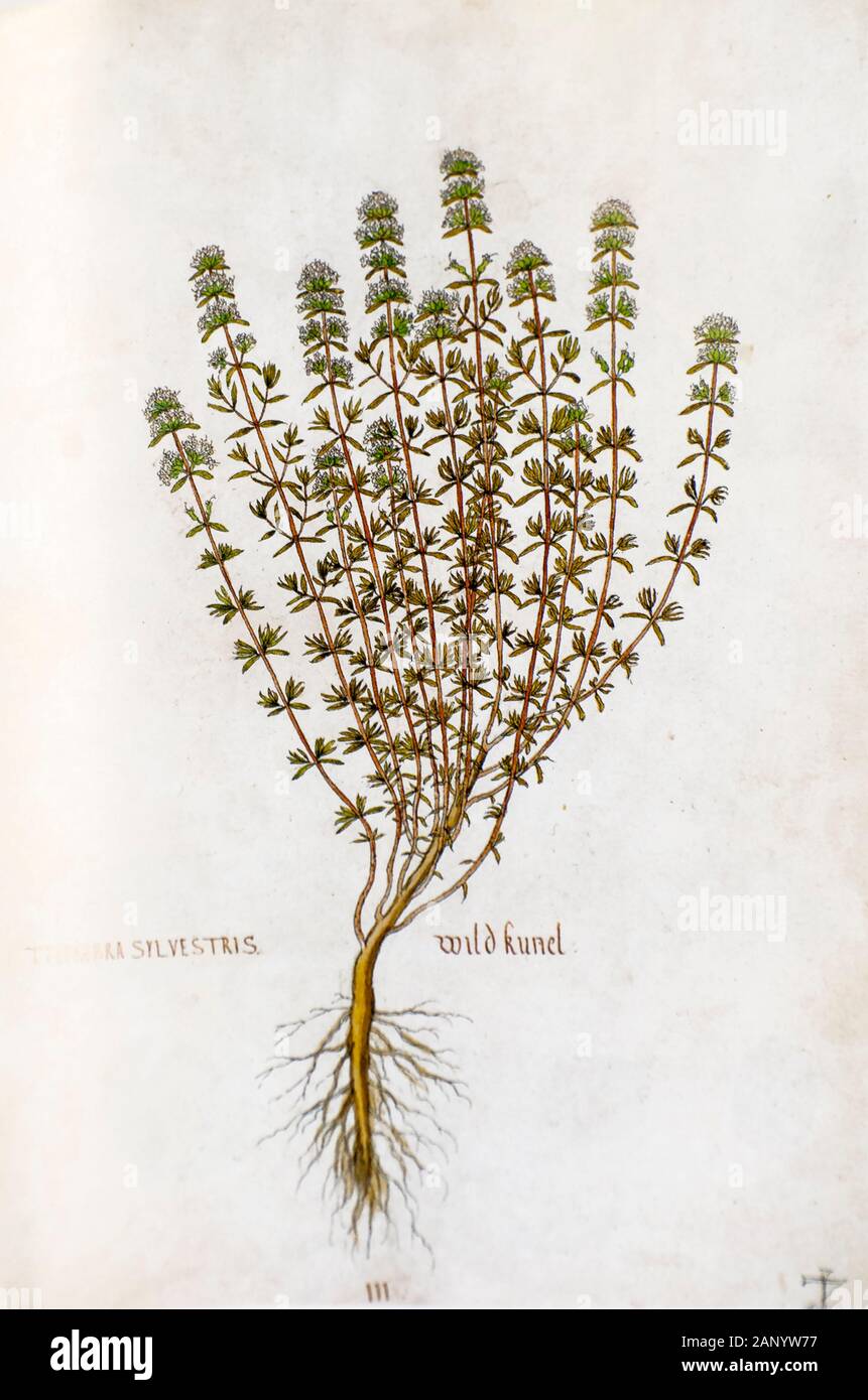 La main d'une ancienne illustration botanique Satureja montana sarriette des montagnes (ou salé), l'usine c 1550 publié Banque D'Images