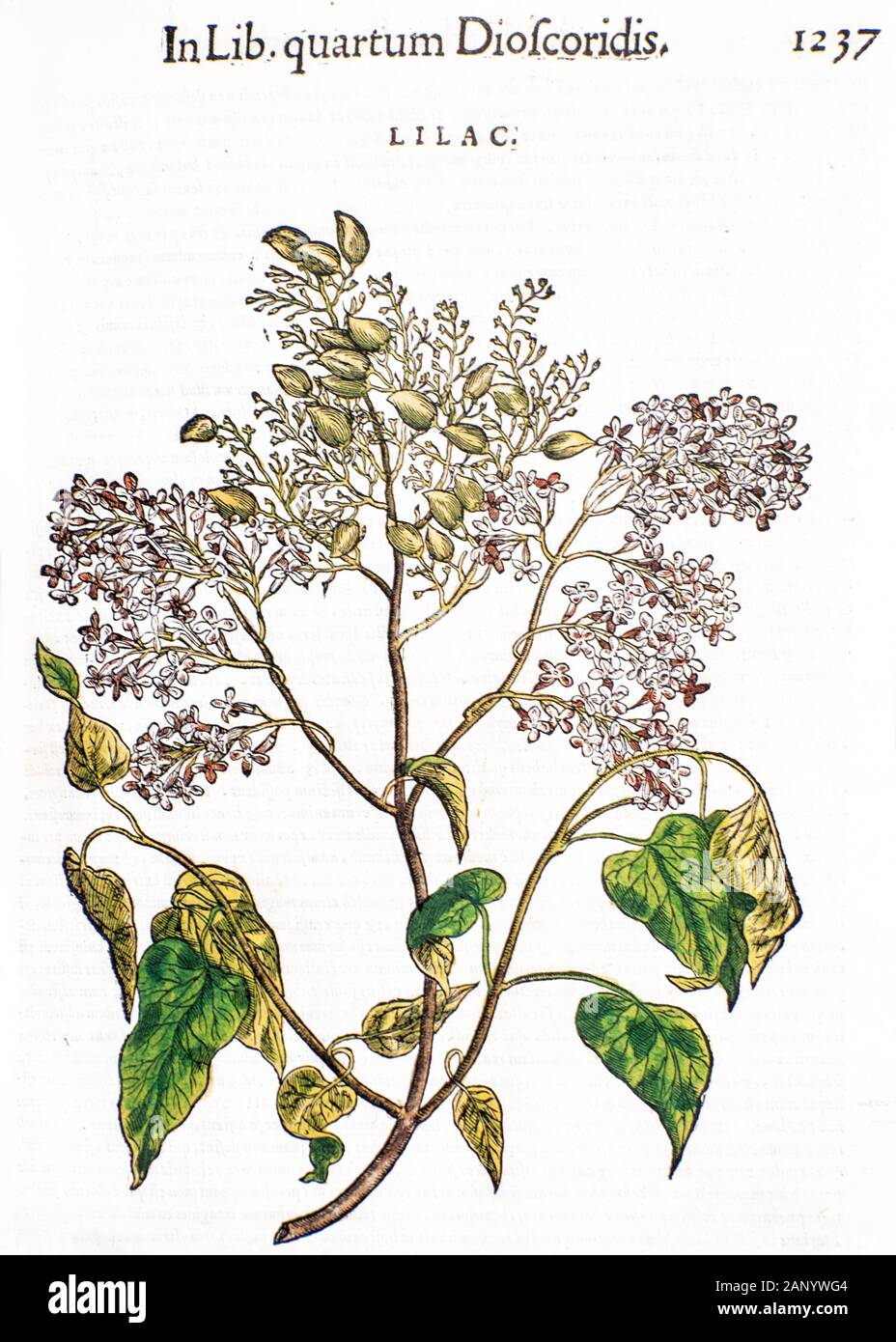 Ancienne gravure sur bois d'impression Syringa vulgaris (lilas) imprimé en 1565 Banque D'Images