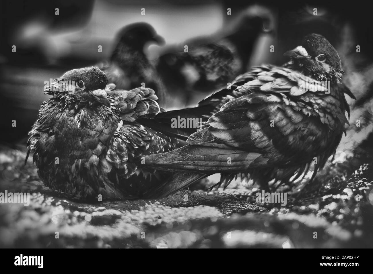 500 px photo ID: 170876631 - - Banque D'Images