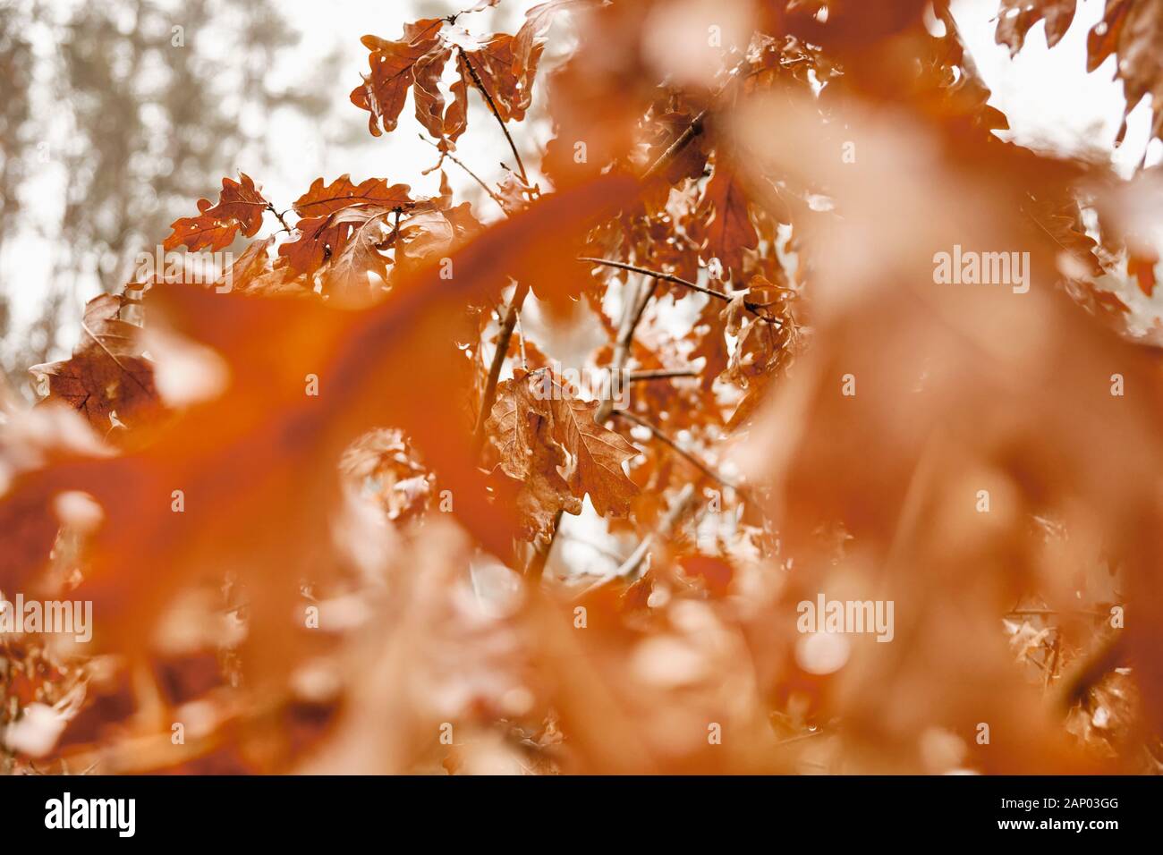 Moody close-up de feuilles de chêne sec humide en janvier dans la forêt sur une chaude et humide journée d'hiver en Bavière, Allemagne Banque D'Images