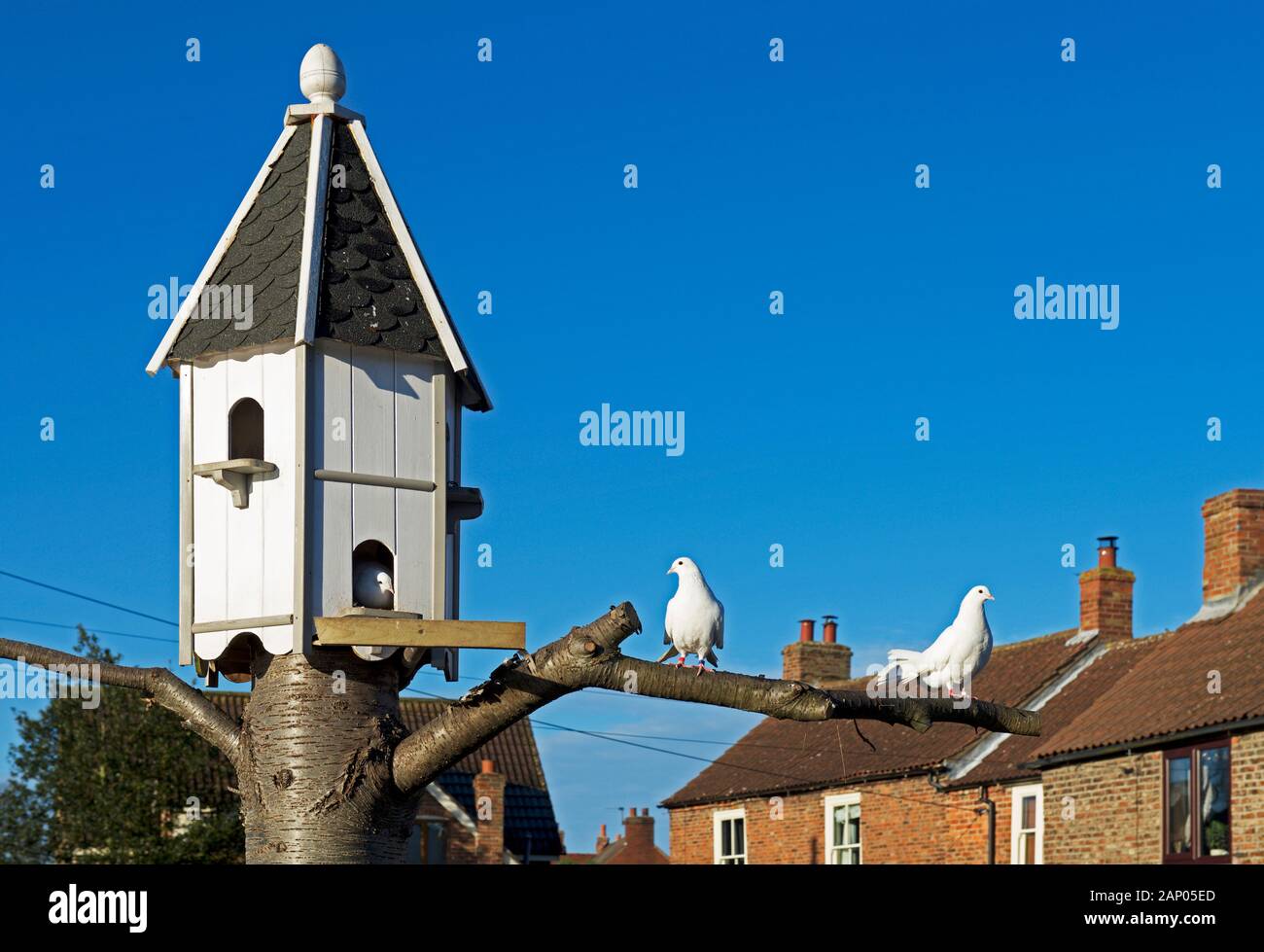 Colombes blanches et de la colombe-cote, England UK Banque D'Images