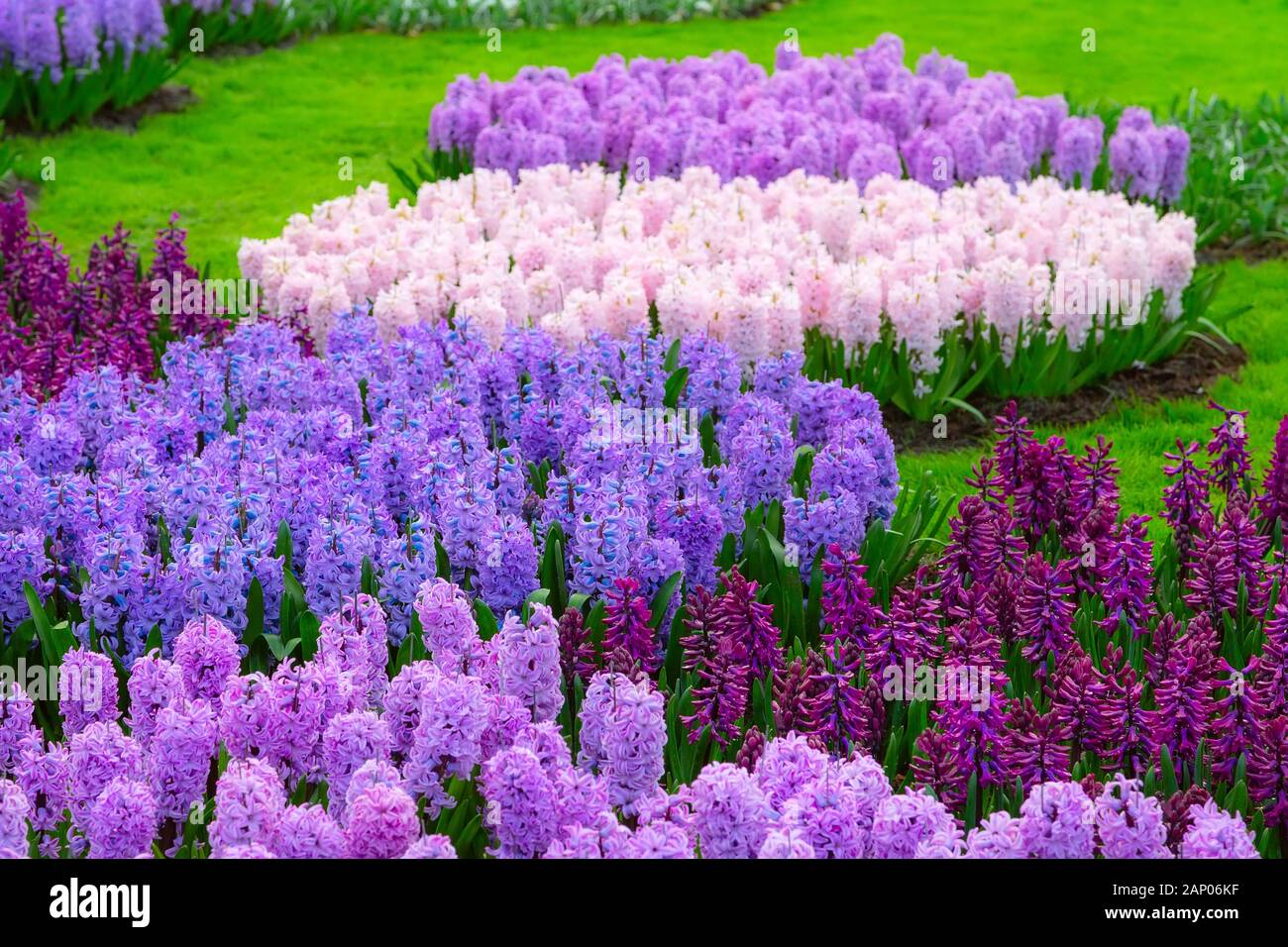 Printemps Keukenhof jardin coloré violet et lilas en fleurs fleurs de jacinthe, Pays-Bas Banque D'Images