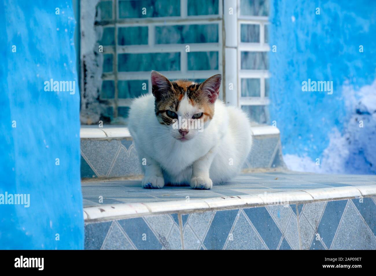 Chat ou chaton mignon on Windowsill ou appui de fenêtre à Chefchaouen, ville célèbre pour son architecture bleu traditionnel, Maroc Banque D'Images