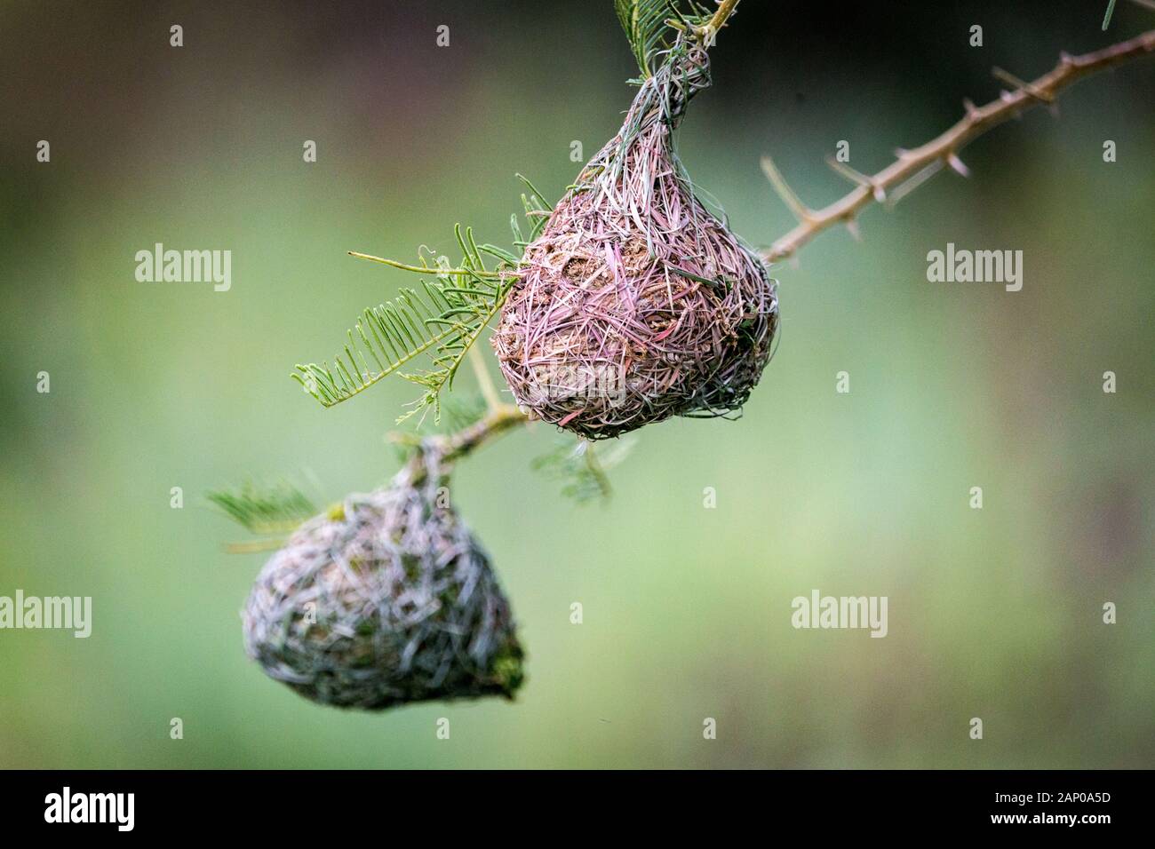 Près d'un nid d'oiseaux tisserand tissé artistiquement, suspendu à une petite branche Banque D'Images