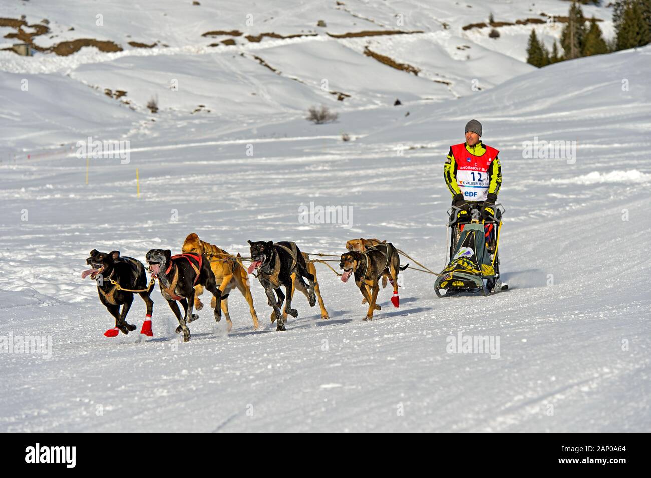 Équipe de traîneau à chiens à la Grande Odyssée Savoie Mont Blanc, Praz de Lys Sommand, Haute-Savoie, France Banque D'Images