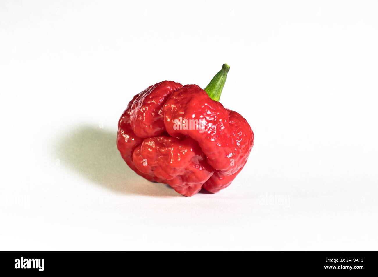 Fruits rouges isolés de Trinidad Moruga Scorpion chili pepper sur fond blanc Banque D'Images