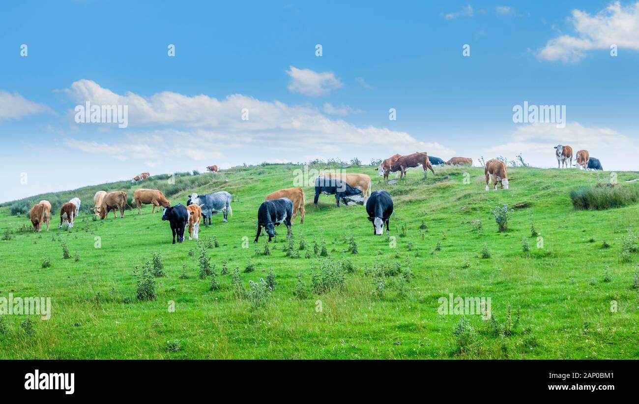 Un troupeau mélangé du broutage du bétail d'une colline. Banque D'Images