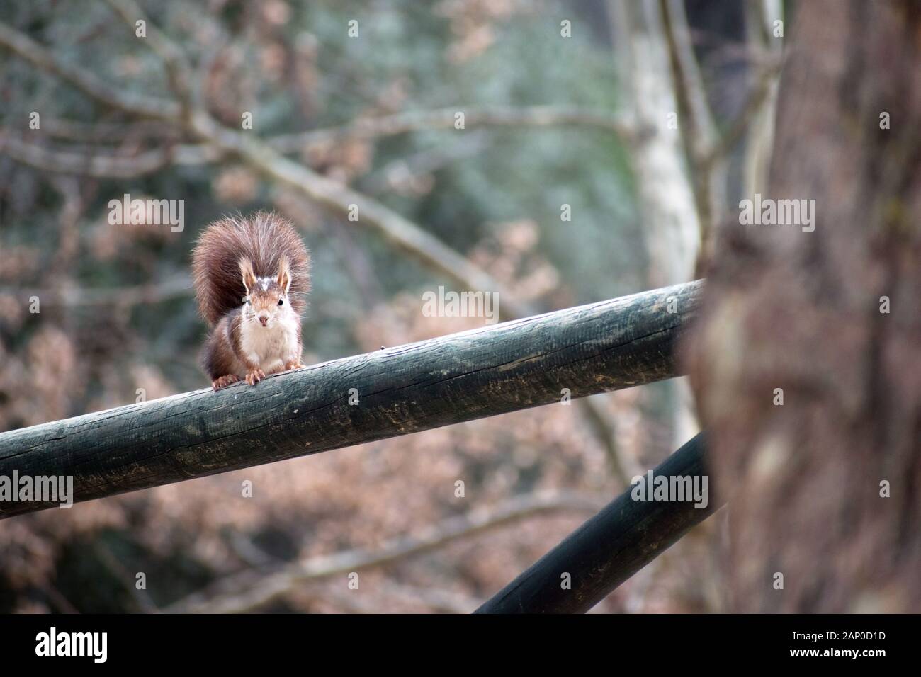 L'Écureuil roux à propos de monter sur un arbre. Les écureuils sont rouge sauvage Nom scientifique de Sciurus vulgaris, un rongeur typique de l'Espagne à Murcie, Espagne, Banque D'Images