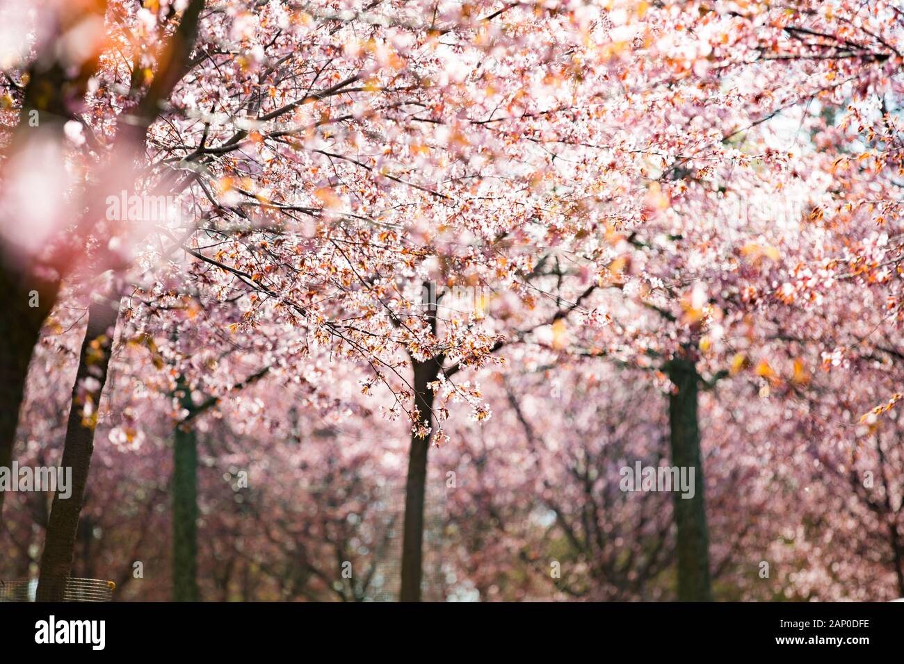 Magnifique parc de la ville avec des cerisiers en fleurs. Branches avec fleurs roses en journée ensoleillée. Helsinki, Finlande Banque D'Images