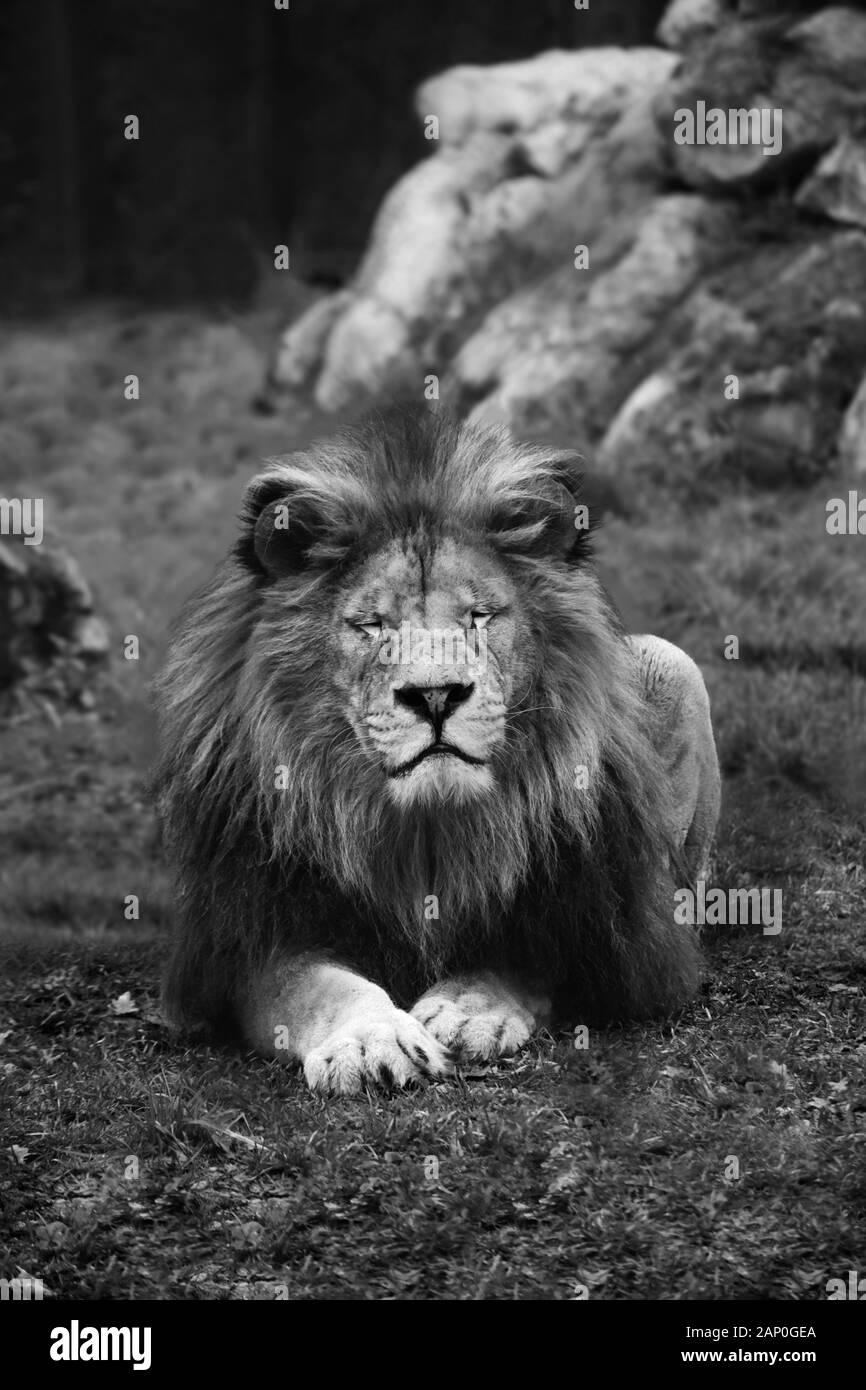 Lion Banque D'Images