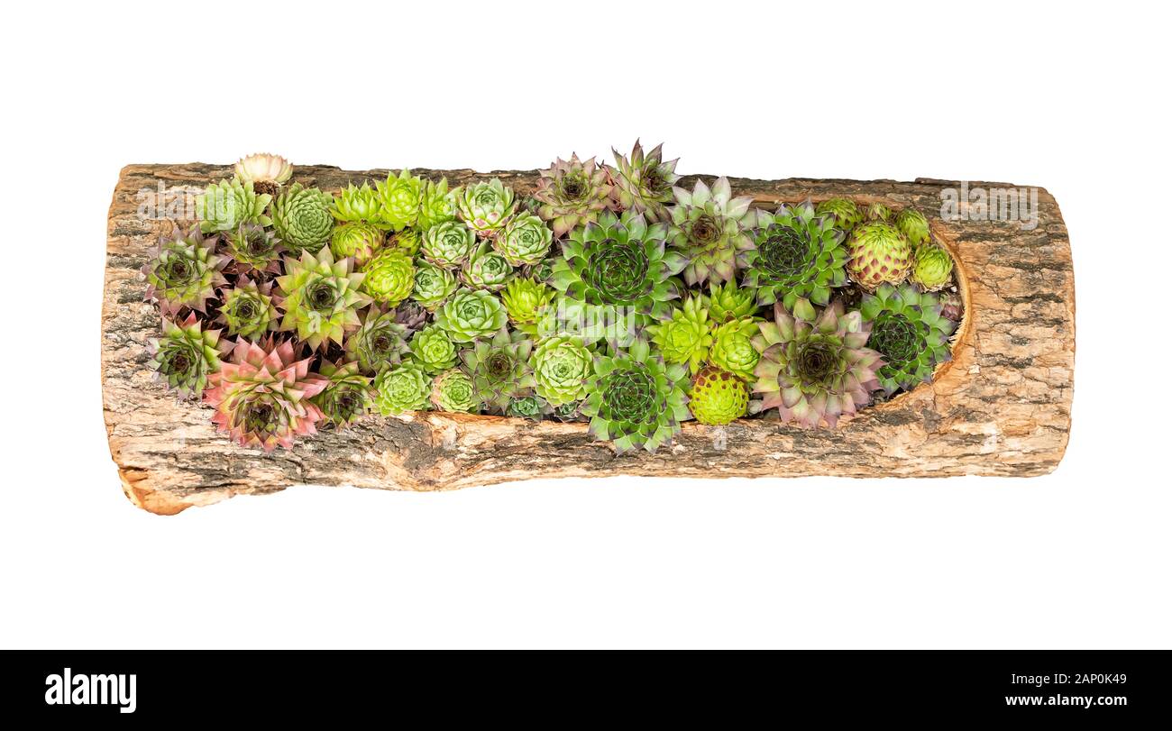 Les plantes succulentes miniatures succulentes (cactus) dans un semoir en bois Banque D'Images