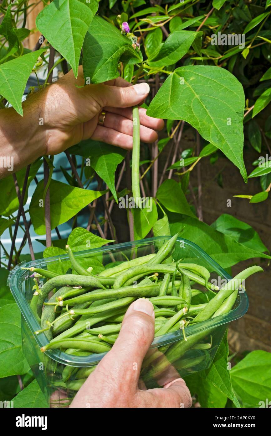 Man picking escalade cobra haricots verts et un bac en plastique plat. Banque D'Images
