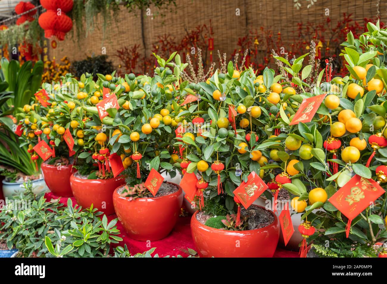 Fête du printemps le Nouvel An chinois décoration enveloppe rouge sur l'orange tree,traduction:signifie calligraphie meilleurs vœux pour le nouvel an chinois Banque D'Images