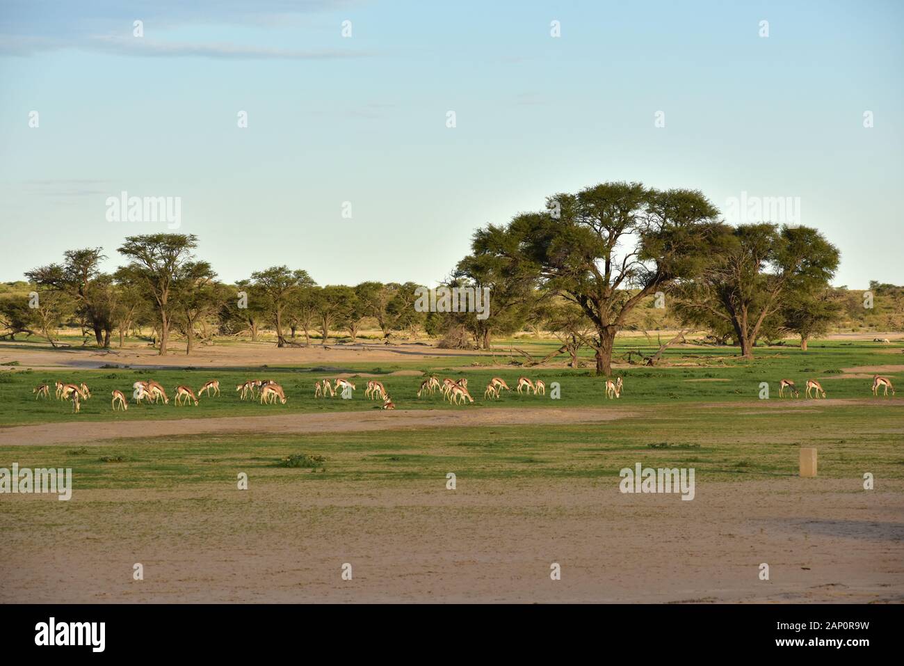 Troupeau de saut saut sur la fin de l'afterwithtag buck dans le Parc National de Kgalagadi, prises le 24 février 2019. Le Kgalagadi Transfrontier National Park a été créé en 1999 par fusion de l'Afrique du Sud, Kalahari-Gemsbok National Park et le parc national de Gemsbok au Botswana et est une nature transfrontalière ou réserver dans le désert du Kalahari, avec une surface d'environ 38 000 kilomètres carrés. Le parc est surtout connu pour ses lions, qui peuvent souvent être trouvés là, mais aussi pour de nombreux autres animaux sauvages qui vivent ici. Photo : Matthias Toedt/dpa-Zentralbild/ZB/Photo Alliance | usag Banque D'Images