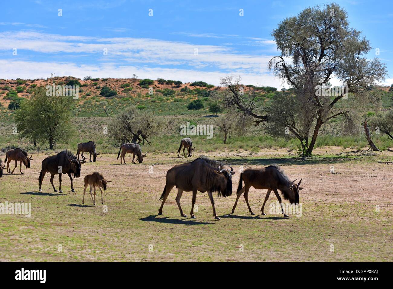 Le pâturage des troupeaux de Gnous (Connochaetes taurinus) dans le Parc National de Kgalagadi, prise le 24.02.2019. Le Kgalagadi Transfrontier National Park a été créé en 1999 par fusion de l'Afrique du Sud, Kalahari-Gemsbok National Park et le parc national de Gemsbok au Botswana et est une nature transfrontalière ou réserver dans le désert du Kalahari, avec une surface d'environ 38 000 kilomètres carrés. Le parc est surtout connu pour ses lions, qui peuvent souvent être trouvés là, mais aussi pour de nombreux autres animaux sauvages qui vivent ici. Photo : Matthias Toedt/dpa-Zentralbild/ZB/Photo Alliance | w Banque D'Images