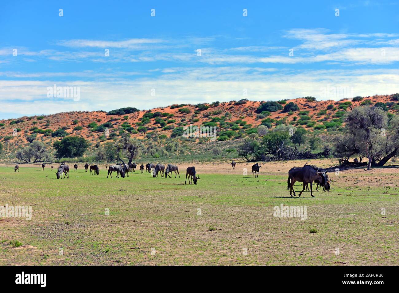 Le pâturage des troupeaux de Gnous (Connochaetes taurinus) dans le Parc National de Kgalagadi, prise le 24.02.2019. Le Kgalagadi Transfrontier National Park a été créé en 1999 par fusion de l'Afrique du Sud, Kalahari-Gemsbok National Park et le parc national de Gemsbok au Botswana et est une nature transfrontalière ou réserver dans le désert du Kalahari, avec une surface d'environ 38 000 kilomètres carrés. Le parc est surtout connu pour ses lions, qui peuvent souvent être trouvés là, mais aussi pour de nombreux autres animaux sauvages qui vivent ici. Photo : Matthias Toedt/dpa-Zentralbild/ZB/Photo Alliance | w Banque D'Images