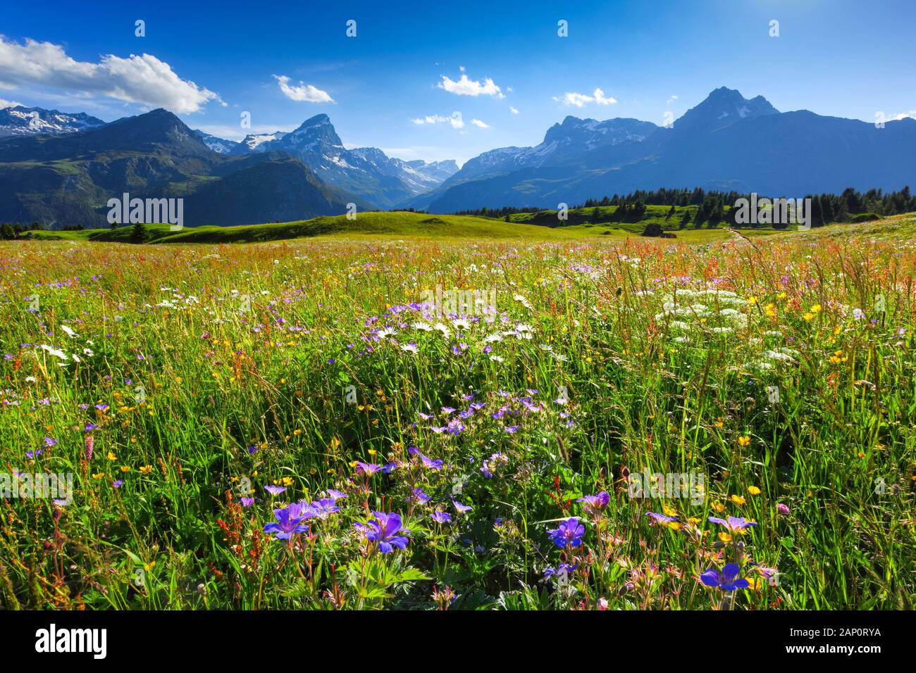 ALP Flix, un plateau utilisé comme pâturage de montagne. Graubuenden, Suisse Banque D'Images