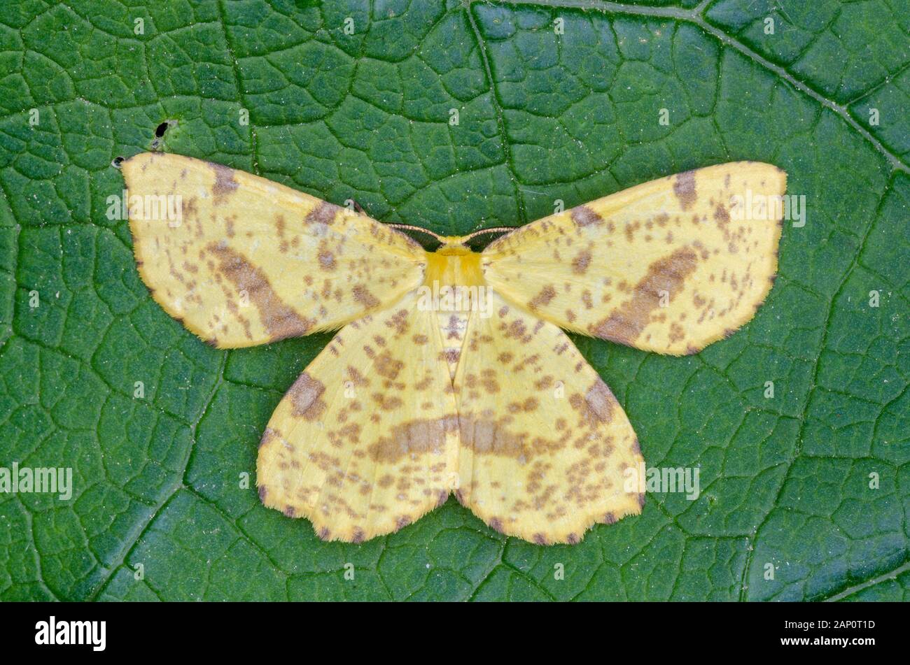 Faux Crocus Geometer (Xanthotype urticaire) papillon avec ailes déployées sur la végétation au sol. Préserver la nature Run Reed, Lancaster Conservancy, PA. Banque D'Images