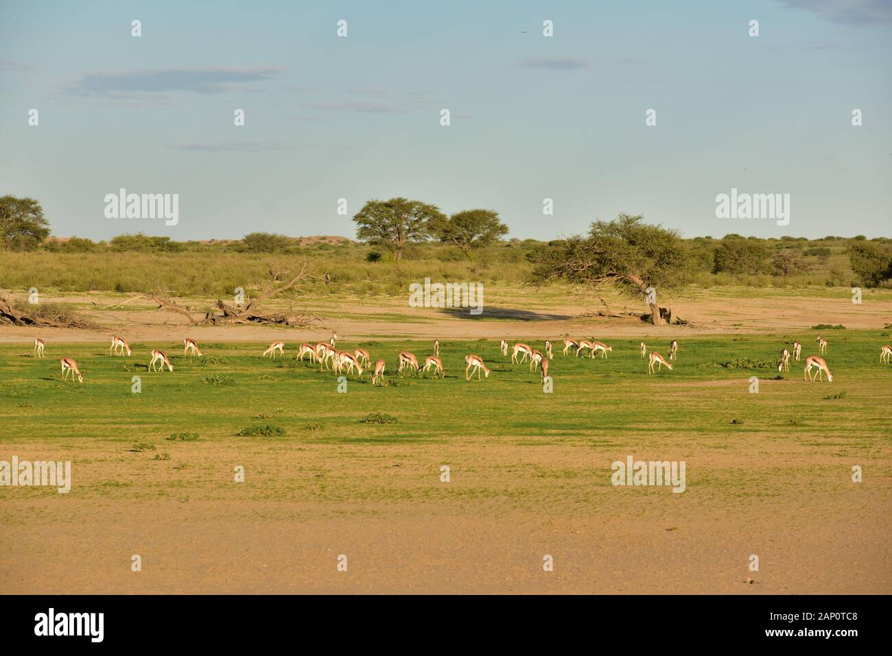 Troupeau de saut saut sur la fin de l'afterwithtag buck dans le Parc National de Kgalagadi, prises le 24 février 2019. Le Kgalagadi Transfrontier National Park a été créé en 1999 par fusion de l'Afrique du Sud, Kalahari-Gemsbok National Park et le parc national de Gemsbok au Botswana et est une nature transfrontalière ou réserver dans le désert du Kalahari, avec une surface d'environ 38 000 kilomètres carrés. Le parc est surtout connu pour ses lions, qui peuvent souvent être trouvés là, mais aussi pour de nombreux autres animaux sauvages qui vivent ici. Photo : Matthias Toedt / dpa-Zentralbild / ZB / Photo Alliance | usag Banque D'Images