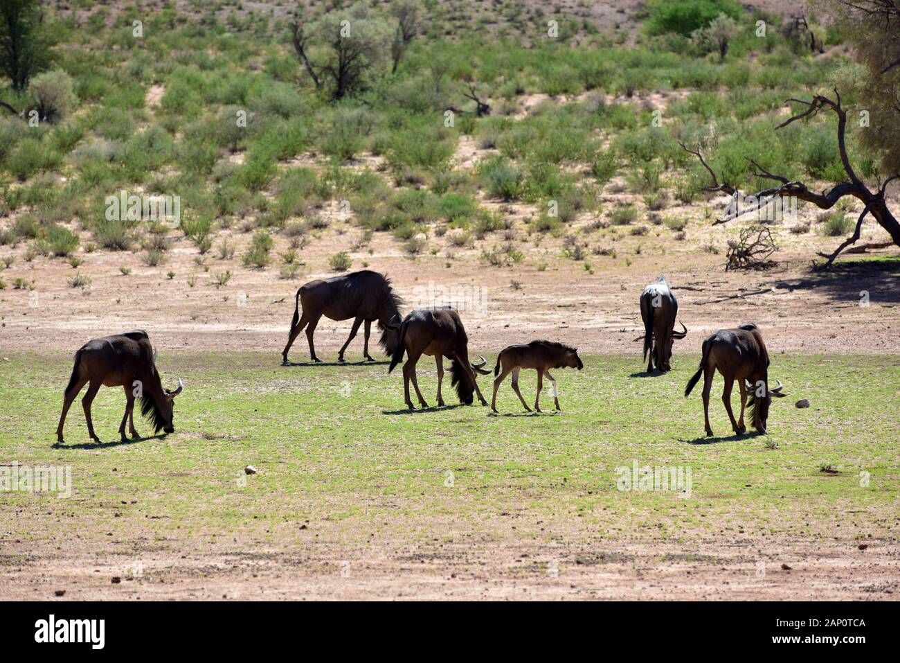 Le pâturage troupeau de Gnous (Connochaetes taurinus) dans le Parc National de Kgalagadi, prise le 24.02.2019. Le Kgalagadi Transfrontier National Park a été créé en 1999 par fusion de l'Afrique du Sud, Kalahari-Gemsbok National Park et le parc national de Gemsbok au Botswana et est une nature transfrontalière ou réserver dans le désert du Kalahari, avec une surface d'environ 38 000 kilomètres carrés. Le parc est surtout connu pour ses lions, qui peuvent souvent être trouvés là, mais aussi pour de nombreux autres animaux sauvages qui vivent ici. Photo : Matthias Toedt / dpa-Zentralbild / ZB / Photo Alliance | utilisée wo Banque D'Images