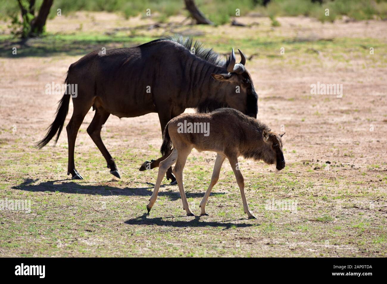 Gnukuh sauvages (Connochaetes taurinus) avec son petit dans le Parc National de Kgalagadi, prise le 24.02.2019. Le Kgalagadi Transfrontier National Park a été créé en 1999 par fusion de l'Afrique du Sud, Kalahari-Gemsbok National Park et le parc national de Gemsbok au Botswana et est une nature transfrontalière ou réserver dans le désert du Kalahari, avec une surface d'environ 38 000 kilomètres carrés. Le parc est surtout connu pour ses lions, qui peuvent souvent être trouvés là, mais aussi pour de nombreux autres animaux sauvages qui vivent ici. Photo : Matthias Toedt / dpa-Zentralbild / ZB / Photo Alliance | u Banque D'Images