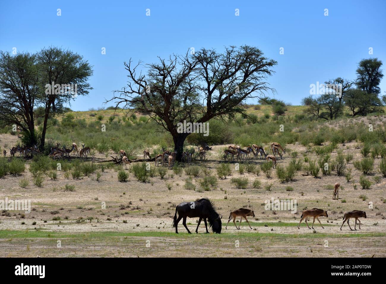 Le pâturage le gnou (Connochaetes taurinus) avec des veaux du troupeau dans le Parc National de Kgalagadi, prise le 25 février 2019. Le Kgalagadi Transfrontier National Park a été créé en 1999 par fusion de l'Afrique du Sud, Kalahari-Gemsbok National Park et le parc national de Gemsbok au Botswana et est une nature transfrontalière ou réserver dans le désert du Kalahari, avec une surface d'environ 38 000 kilomètres carrés. Le parc est surtout connu pour ses lions, qui peuvent souvent être trouvés là, mais aussi pour de nombreux autres animaux sauvages qui vivent ici. Photo : Matthias Toedt / dpa-Zentralbild / ZB / Banque D'Images