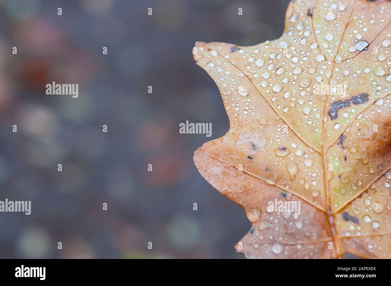 Brown, feuille de chêne automne avec gouttes de rosée. Banque D'Images