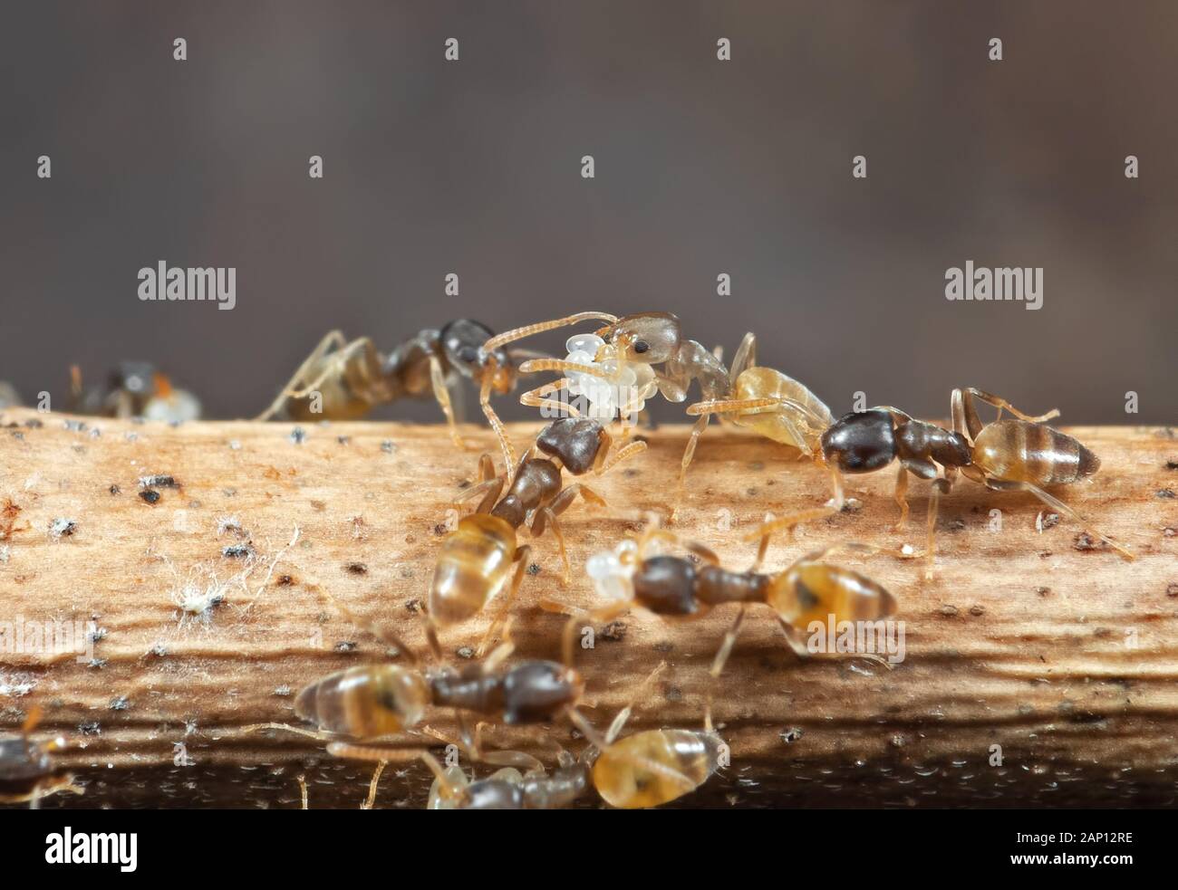La macro photographie de groupe de petites fourmis transportant les Œufs pendant le fonctionnement sur Stick Banque D'Images